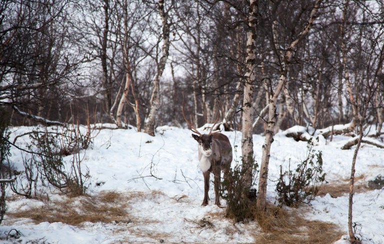 reindeer kirkenes snow hotel ice hotel norway